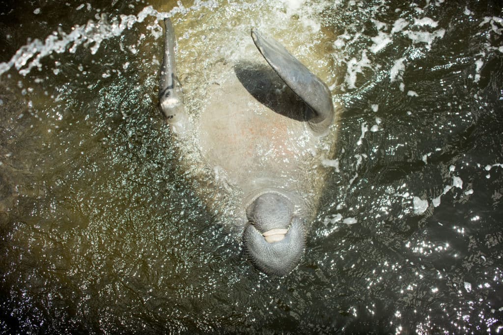 Manatee coming to visit