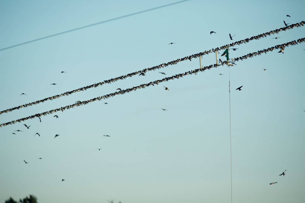 Birds on a wire