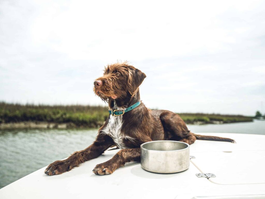 Yeti Dog Bowl