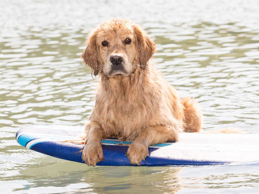 Dog on a paddleboard
