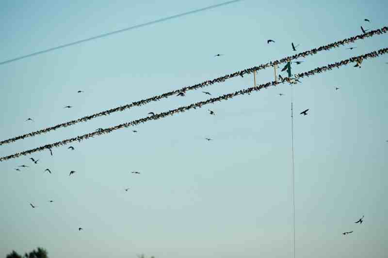 Birds on a wire